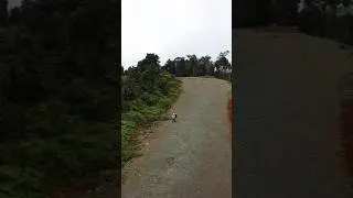 terbang perdana di tambang #dji #djimini #djimini2se #tambang