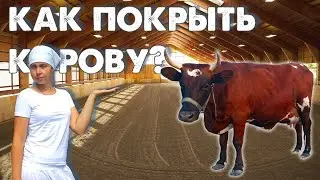Осеменение коровы I Лиса уничтожила птицу I Купить мёд