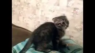 животное с характером! Львиное сердце