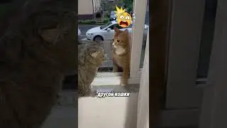 Кошка-«жена» пришла в ярость, почувствовав чужой запах на своём «муже» 😱