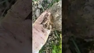 Как посадить кусты в саду, чтобы под ними не было травы. Секрет от мамы. #родители #сад #лайфблог