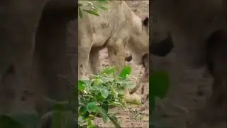 Lion Playing with Food part 2