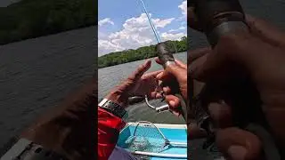 para kaum ikan menunggu udang ini nyemplung  