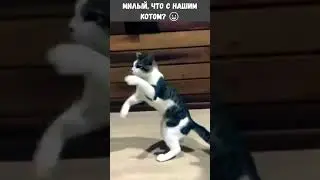 Что с нашим котом? Я сказала ВИСКАС! 😀 #shorts  #cats  #funnycats #приколы #videoshort  #смешнойкот