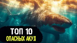 TOP 10 MOST DANGEROUS SHARKS IN THE WORLD / PART 1
