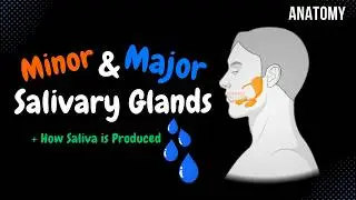 Salivary Glands & Saliva (Parotid, Submandibular, Sublingual) | Anatomy