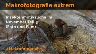 Insektenmotivsuche im November Teil 3 - Makrofotografie extrem
