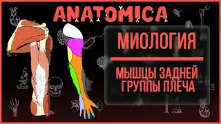 Мышцы верхней конечности / Трицепс плеча и локтевая мышцы / Миология