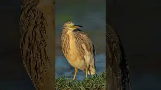 #birds #wildphotography #wildlife #naturephotography #photography #birdphotography