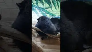 Застукали обнимашки енотов🦝