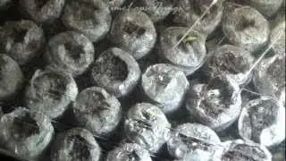 Seedlings Growing in Jiffy Container TIME LAPSE 1,000x speed