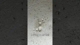 ЖУКИ В МУКЕ И КРУПАХ