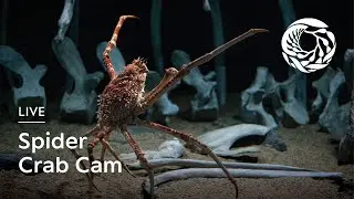 Live Spider Crab Cam | Monterey Bay Aquarium