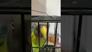 Plum Headed Parrot Sounds || parrot Voice Video 🦜 #short #shorts
