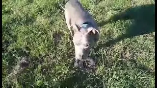 Introducing Raider, My American Pitbull Terrier I adopted