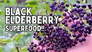 ELDERBERRY: The Amazing Benefits Of Black Elderberry (Growing Elderberry In The Home Garden)