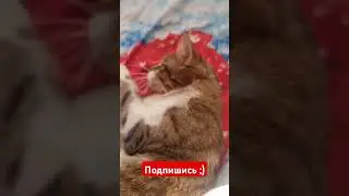 А ТВОЙ КОТ ТАК МОЖЕТ ???#shorts