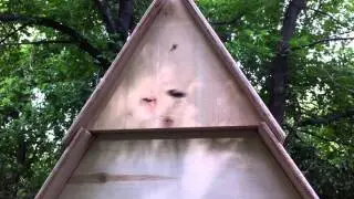 Swarm Walking into a Cathedral Hive