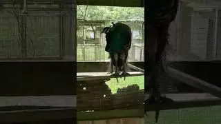 Close Up View Of Peacock #peacock #asmr #butiful #mor