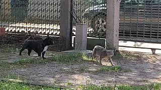 Alfa pas Čarli