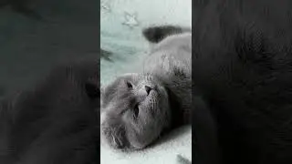Do Cats Lay in the Middle of the Floor? 