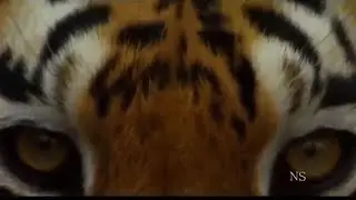 Documentários de animais na selvagens 2020, Mundo Animal na Indiana