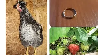 Сломано кольцо, что будет😭. Профессорша ошиблась. Хохлатые уехали. Теплица после мороза.