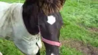 Welsh Ponies ( The fun they are )