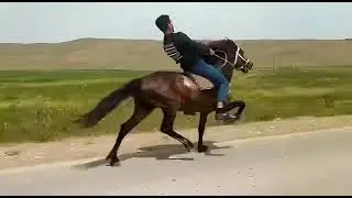Peqas Siyezenli İzzətin Atı 55/58 Sürət.