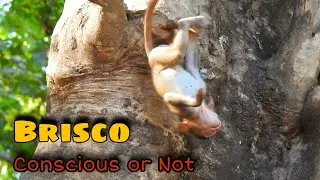 OMG!! MY HEART WAS BROKEN, BABY MONKEY BRISCO WAS TORTURING SERIOUSLY, RESULT UNBELIEVABLE