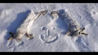 Охота на зайца 2019 № 8