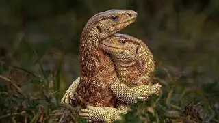 WILDLIFE // The most largest lizard of the savanna plains // fahamu kuhusu mijusi wakubwa zaidi