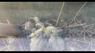 pigeon cam 3