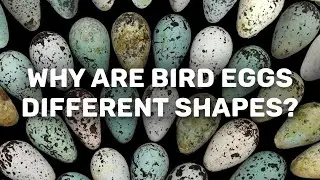 Why are bird eggs different shapes? - Prof Tim Birkhead