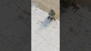 Sıcaktan neredeyse ölecekmiş.. Şimdi iyi çok şükür...#birds #shorts