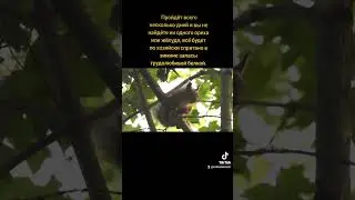 Недовольная белка 🐿️