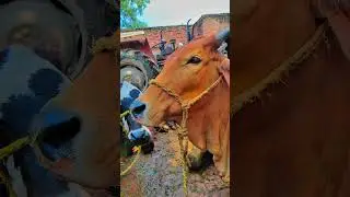 SubhanAllah ♥️💞💥#nature #shorts #trending #short #viralvideo #viralshorts #trendingshorts