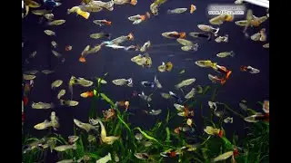 Перепись аквариумных рыбок в моих аквариумах