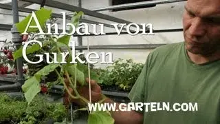 Anbau von Gurken - Videotipp