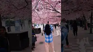 Stockholm 🇸🇪🌸Kungsträdgården Cherry Blossom (Sakura)