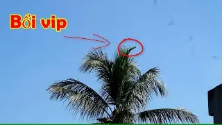 Chim Bách Thanh bổi siêu hót ngoài tự nhiên