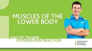 Muscles of the Lower Body