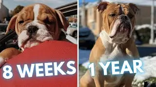 Victorian Bulldog Puppy to Dog Transformation (8 Weeks to 1 Year)