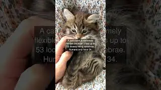 A cat’s back is extremely flexible because it has up to 53 loosely fitting vertebrae....