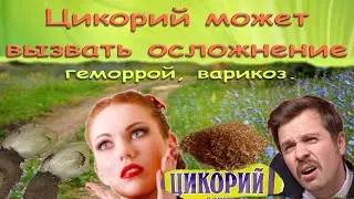 Цикорий может вызвать осложнения. Варикоз, геморрой.