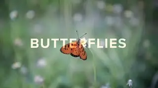 BUTTERFLIES (OFFICIAL MUSIC VIDEO) || Fat Shady 001