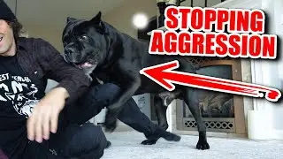 Cane Corso Training Tips - Teach This 1 Thing!