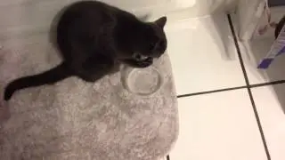 Bernie the cat.