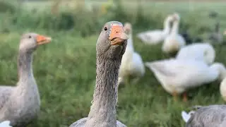 My Simple Backyard Grazing System (for Geese)