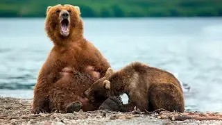 7 фактов о медведях, о которых вы точно не знали!